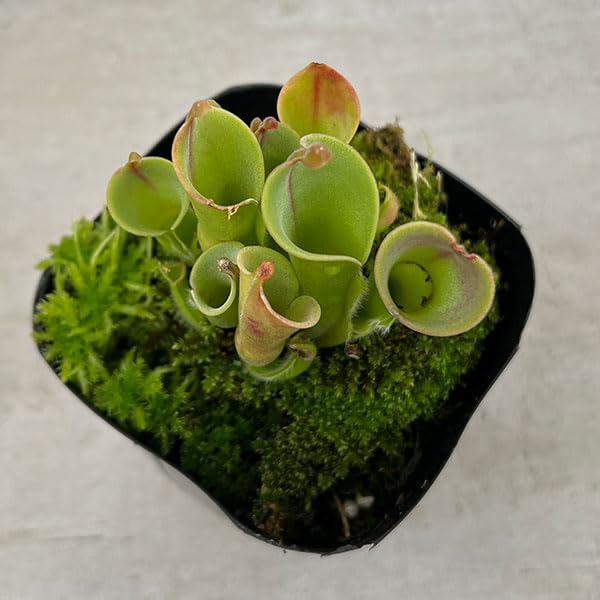 Amazon｜[観葉植物フェア]ヘリアンフォラ 3号ポット[食虫植物]｜観葉